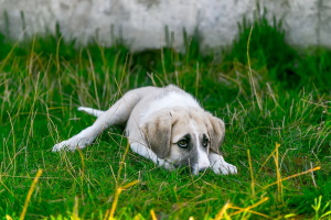 Dichiarare di voler assumere il ruolo di tutore di cani randagi