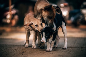 Adottare un cane randagio di proprietà del Comune